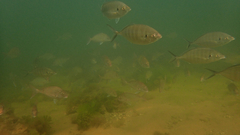 Pseudocaranx