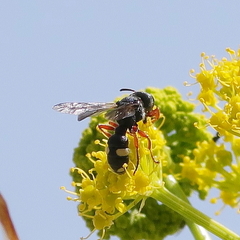 Cerceris bicincta