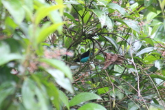 Tangara chilensis chilensis