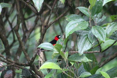 Masked Crimson Tanager (Ramphocelus nigrogularis), photo 10