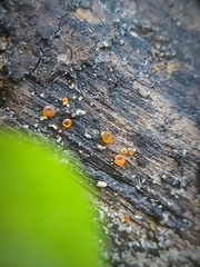 Dacrymyces deliquescens