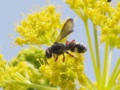 Cerceris bicincta