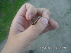 Siphlonurus lacustris