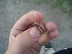 Siphlonurus lacustris