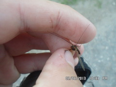 Siphlonurus lacustris