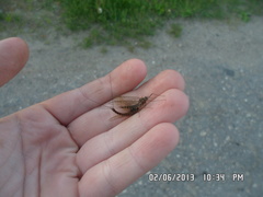 Siphlonurus lacustris