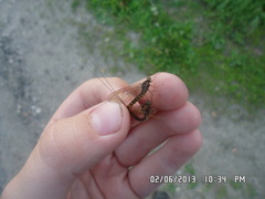 Siphlonurus lacustris