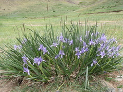 Iris lactea