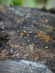 Dacrymyces deliquescens
