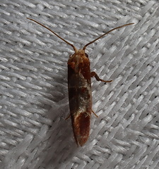 Choristis discotypa