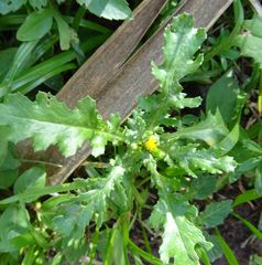 Senecio vulgaris image