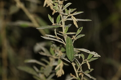Sida hackettiana