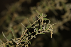 Sida hackettiana