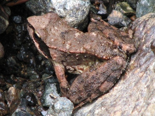 Greek frog, photo 3 of 7