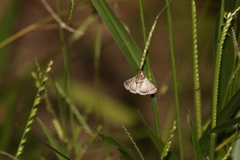 Condica aroana