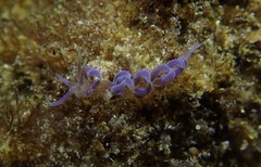 Phyllodesmium macphersonae
