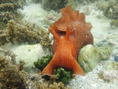 Aplysia extraordinaria