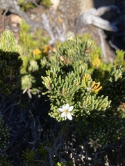 Olearia ledifolia