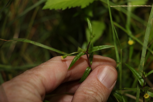 Image of Eclipta platyglossa by (c) Greg Tasney, some rights reserved (CC BY-SA)