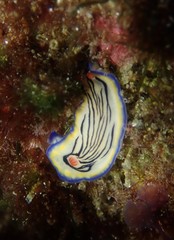 Hypselodoris maritima