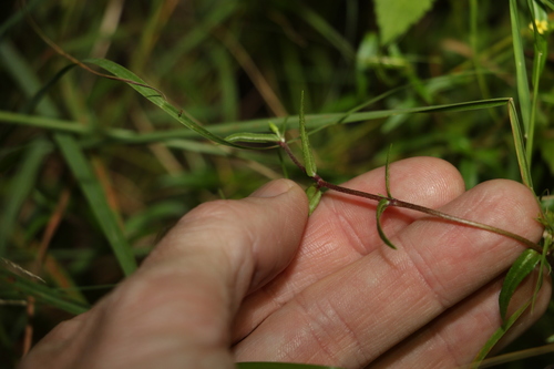 Image of Eclipta platyglossa by (c) Greg Tasney, some rights reserved (CC BY-SA)