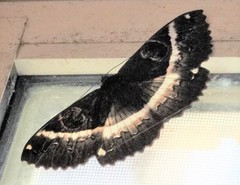 Erebus terminitincta