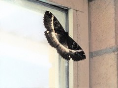 Erebus terminitincta