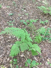 Athyrium filix-femina
