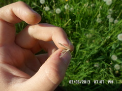 Stenoptilia bipunctidactyla