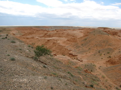 Haloxylon ammodendron