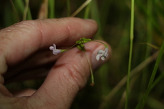 Lindernia procumbens