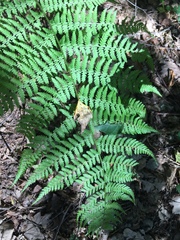 Athyrium filix-femina