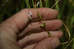 Lindernia procumbens