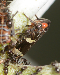 Eurymeloides punctata