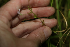 Lindernia procumbens