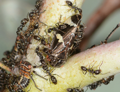 Eurymeloides punctata