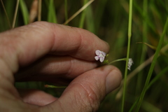 Lindernia procumbens