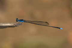 Prodasineura laidlawii