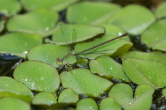 Ceriagrion chaoi