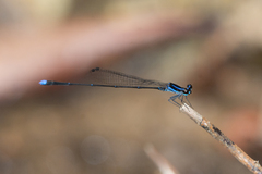 Prodasineura laidlawii