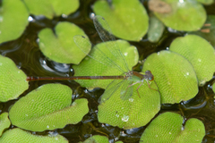 Ceriagrion chaoi