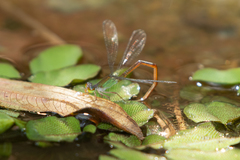 Ceriagrion chaoi