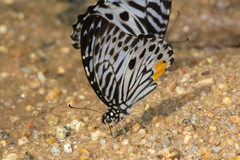 Graphium delessertii