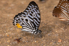 Graphium delessertii