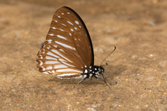 Graphium ramaceus
