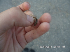 Siphlonurus lacustris