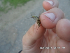 Siphlonurus lacustris