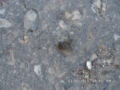 Siphlonurus lacustris