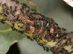 Eurymeloides punctata