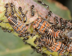 Eurymeloides punctata